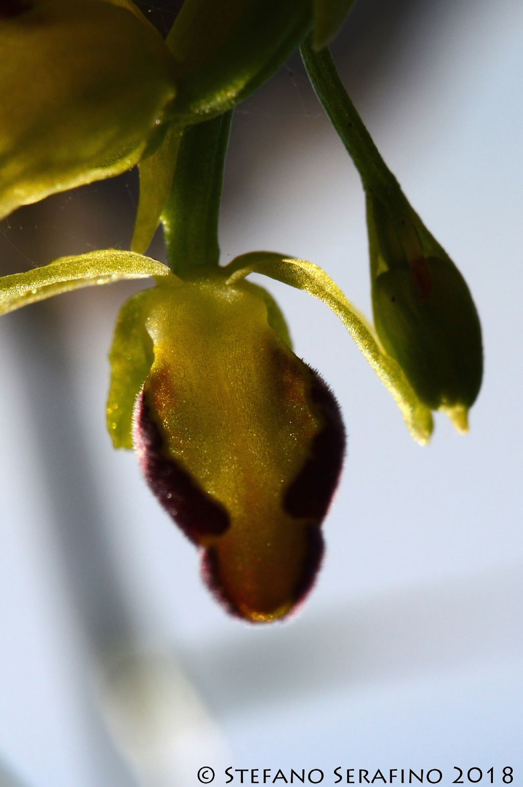 Ophrys fusca s.l. da determinare - Salento - Lecce